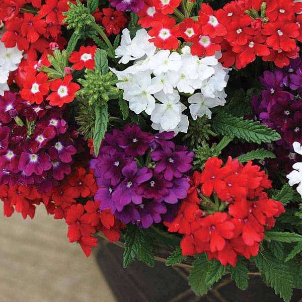 Dark Pink Verbena Flowers in Pots