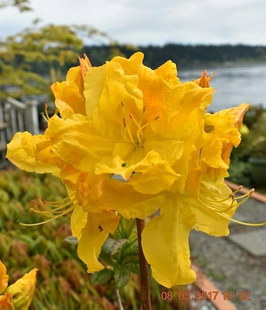 Dark Yellow Azalea Flowers in Pots