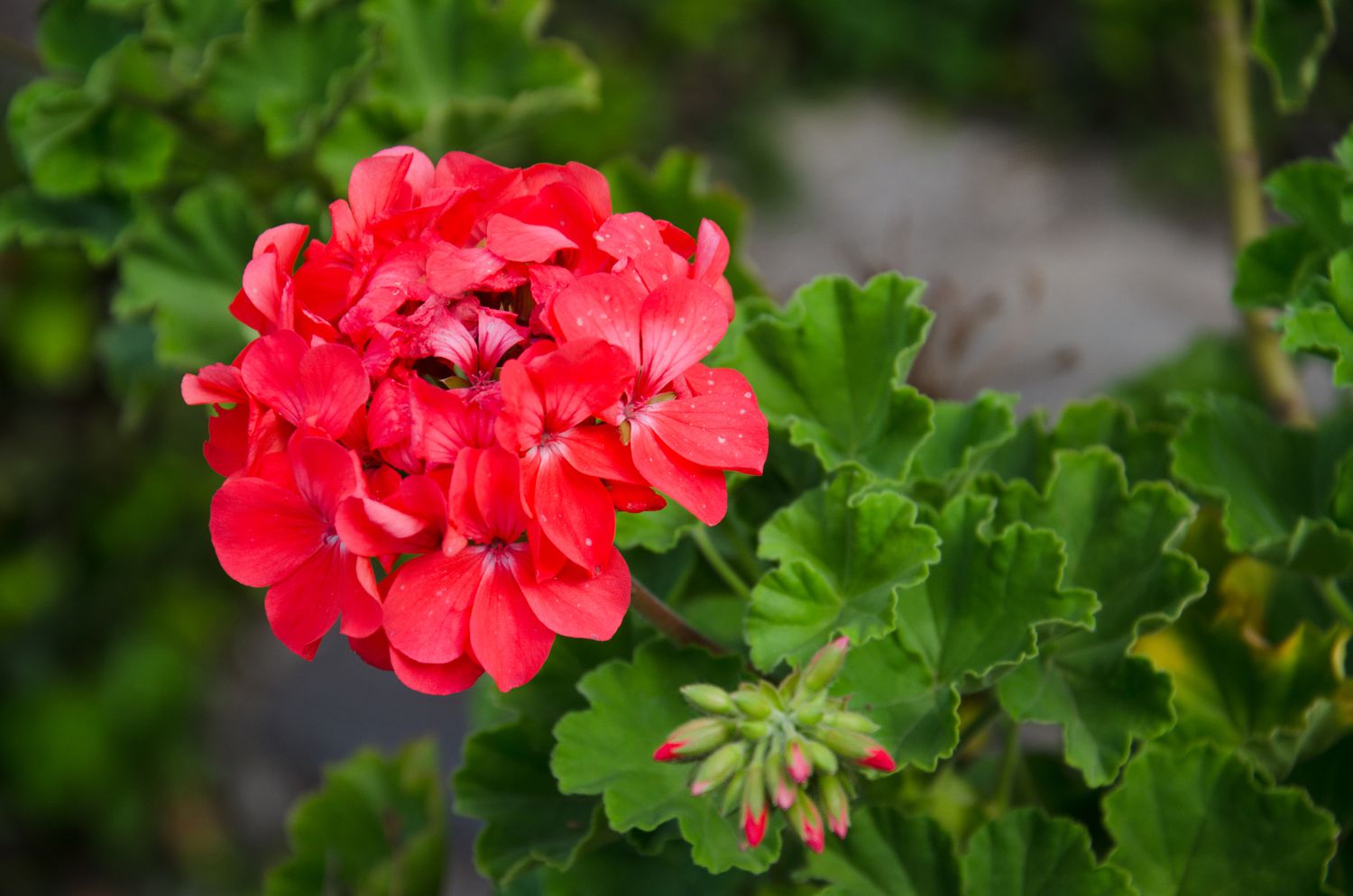 Deep Blue Univalve Geranium Flowers in Pots