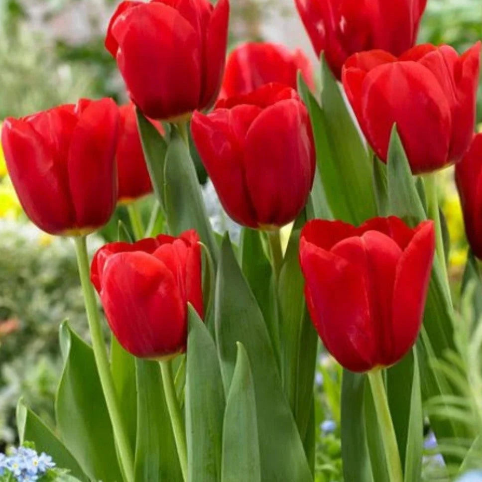 Deep Red Tulip Flowers Growing in Pots