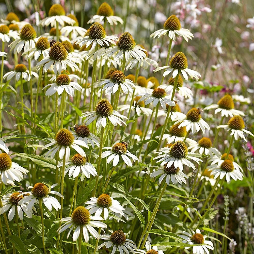 Echinacea White Flowers in Pots
