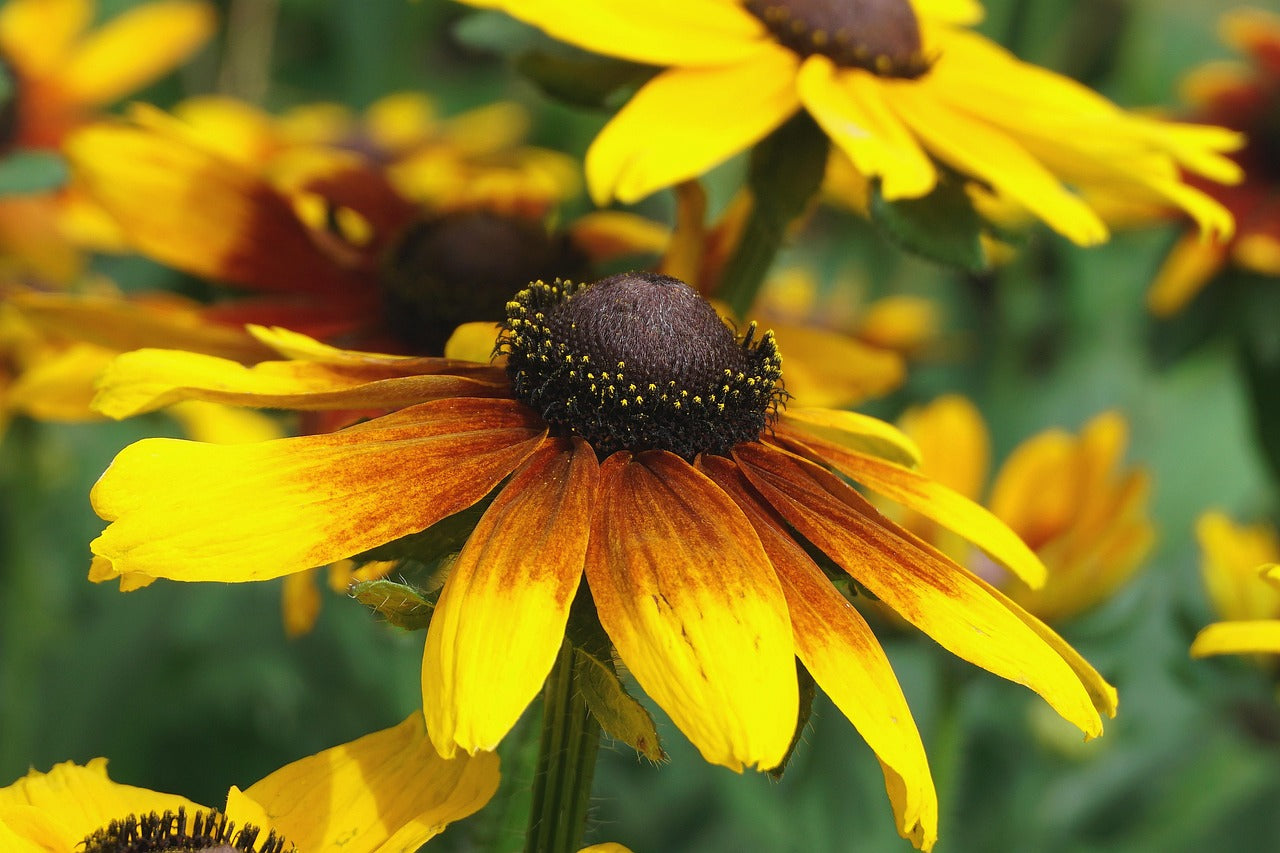 Echinacea Yellow Flowers in Pots