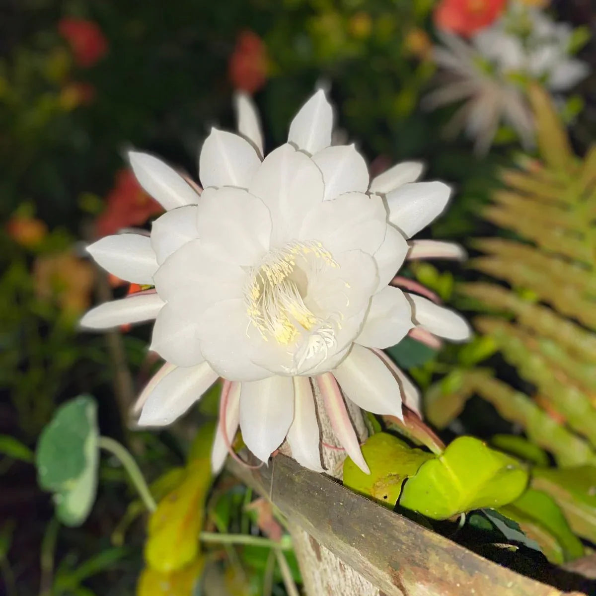 Epiphyllum Flowers in Pots