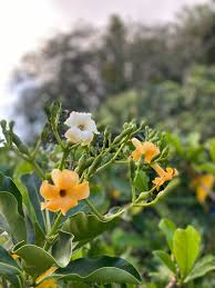 Fagraea Fragrant Flowers in Pots