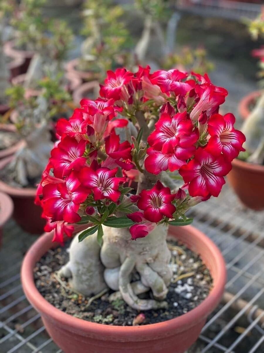 Lady Favorite Bonsai Rose Flowers in Pots