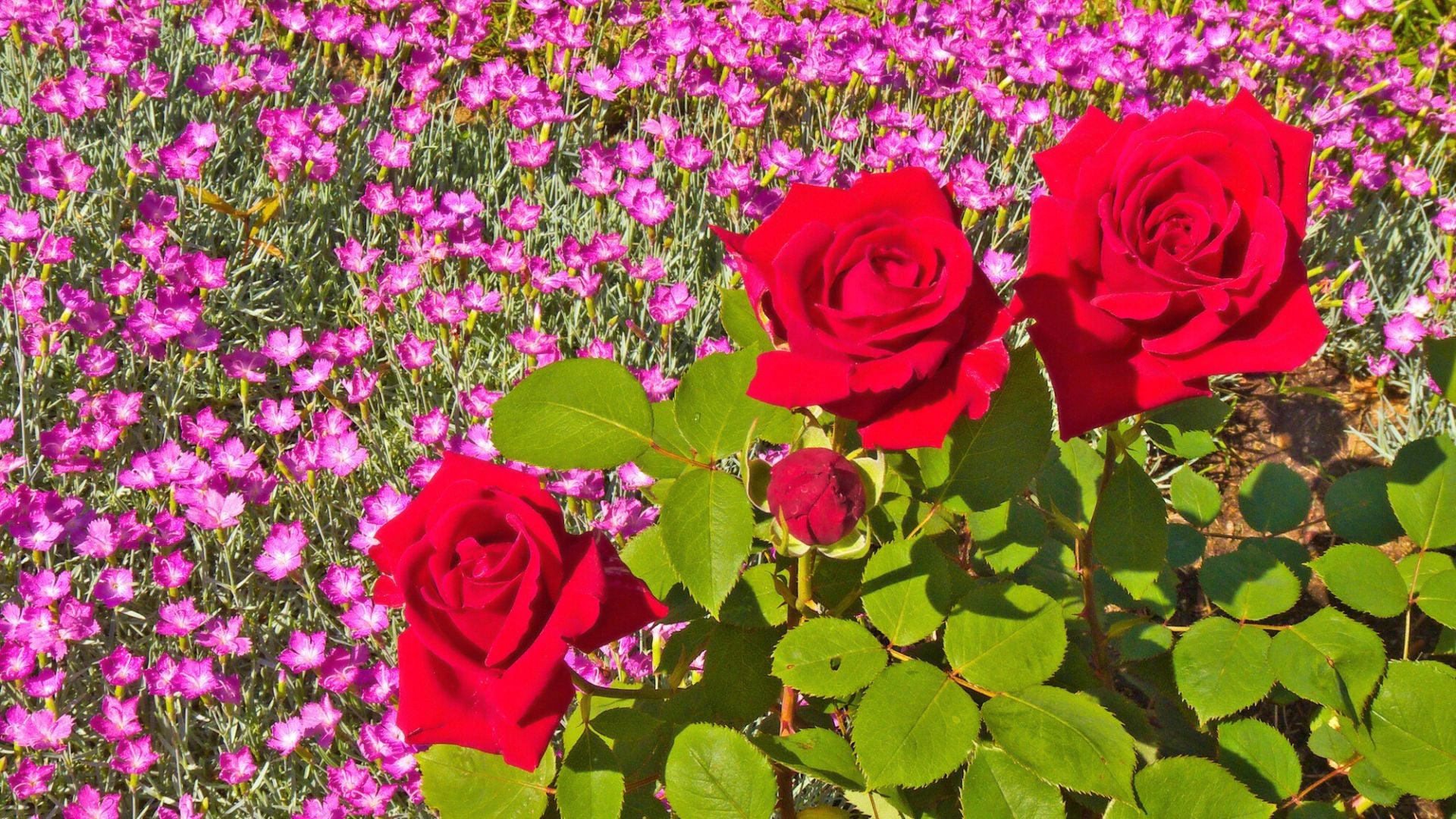 Lady Favorite Rose Flowers in Pots
