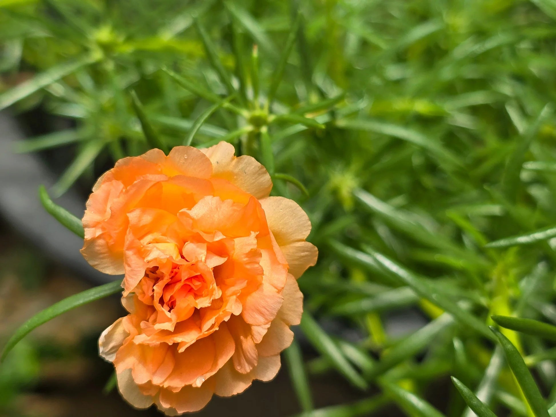 Light Orange Carnation Flowers in Pots