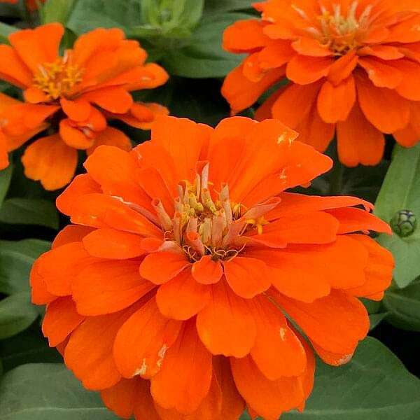 Light Orange Zinnia Flowers in Pots