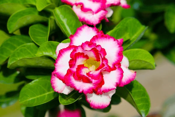 Light Pink Adenium Flowers in Pots