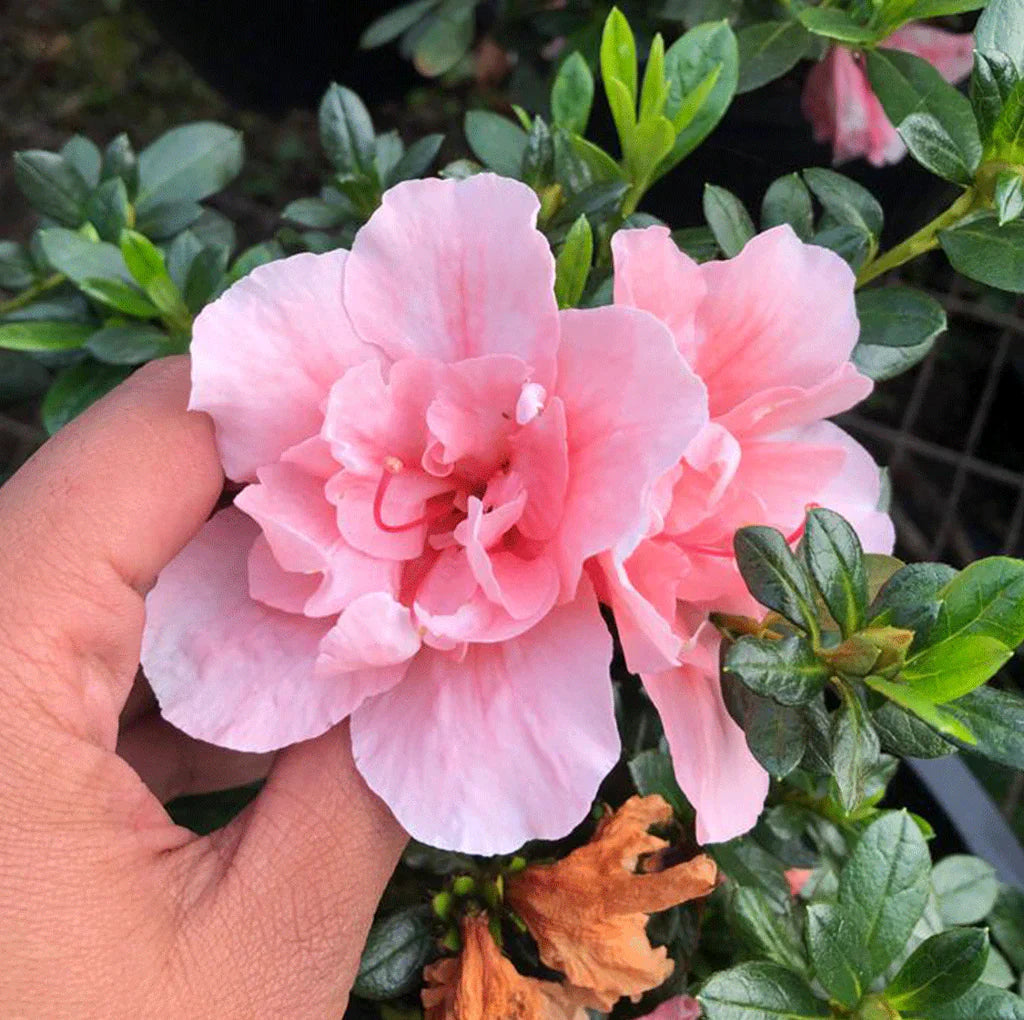 Light Pink Azalea Flowers in Pots