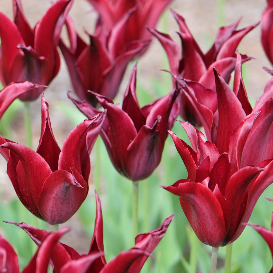 Maroon Tulip Flowers in Pots