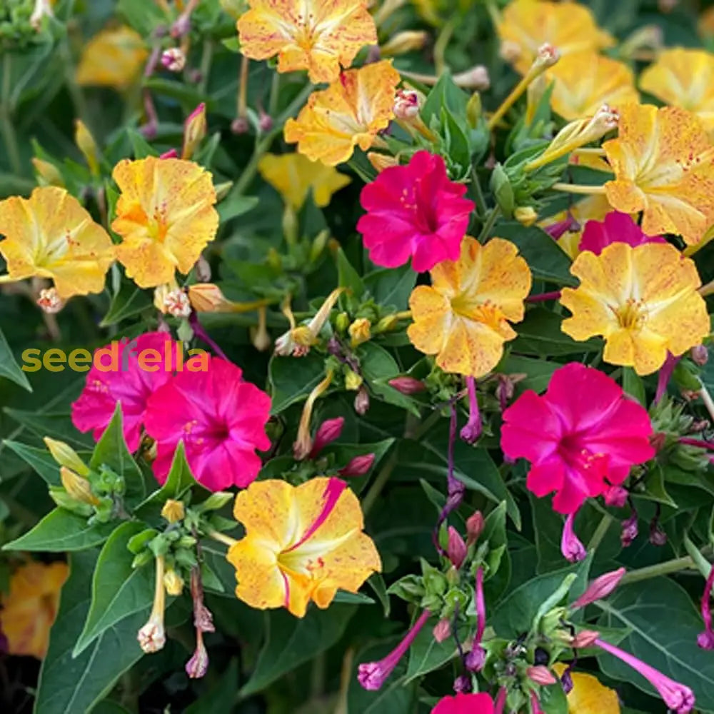 Mirabilis Jalapa Flowers in Pots