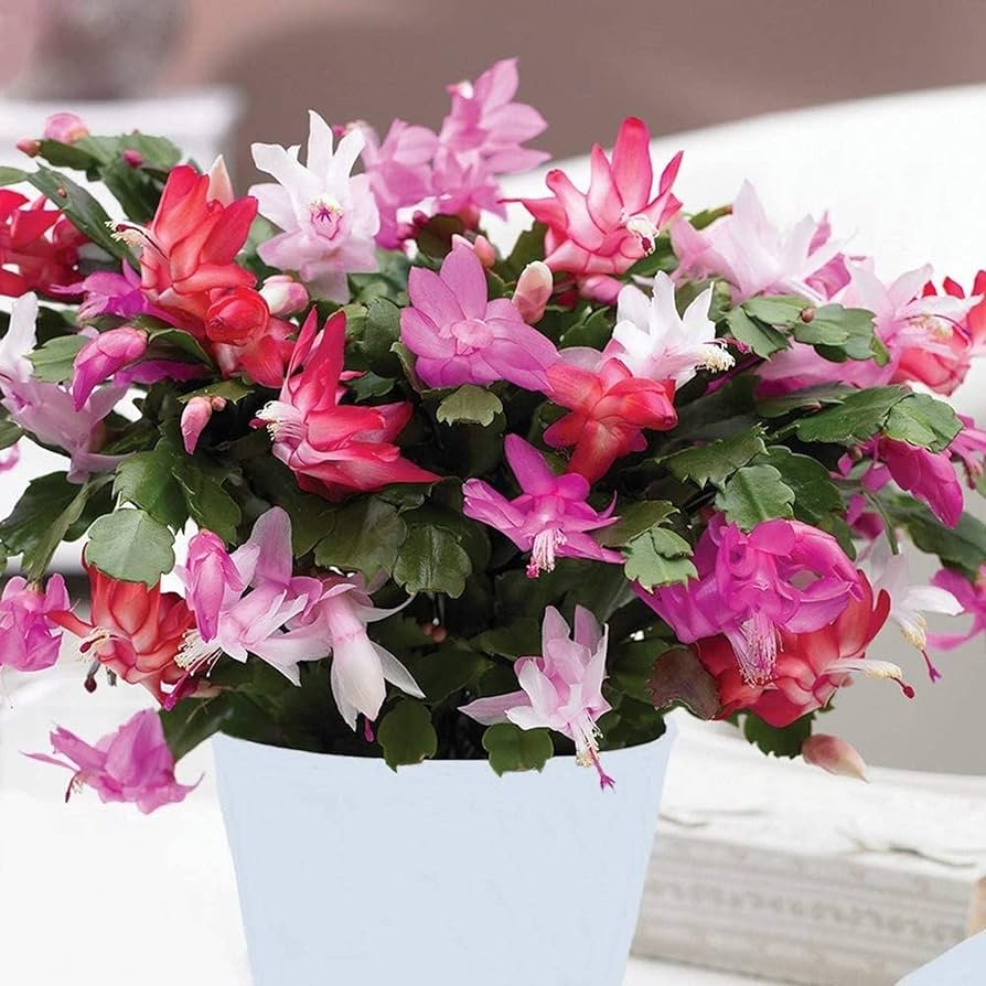 Mixed Schlumbergera Flowers in Pots