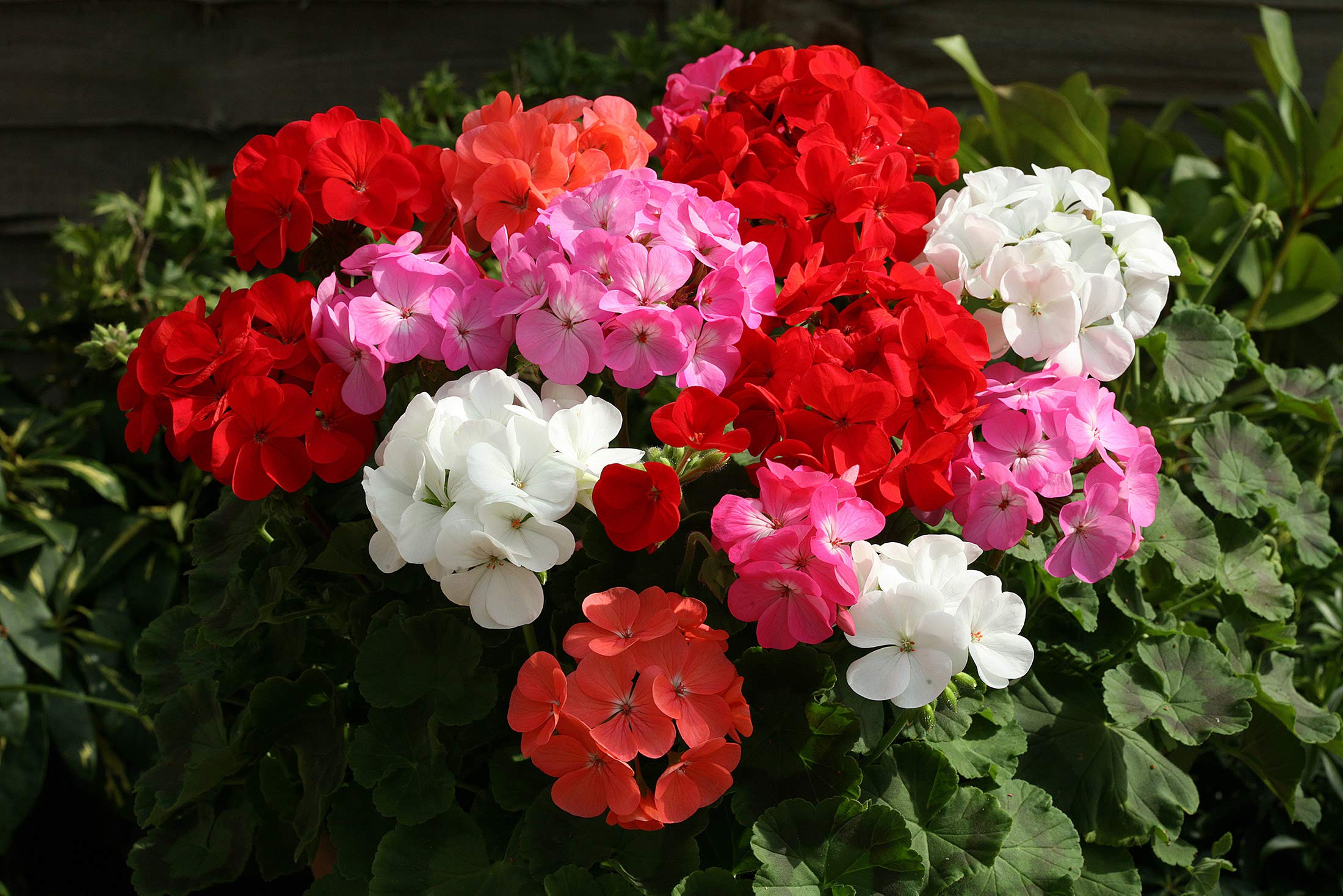 Mixed Univalve Geranium Flowers in Pots