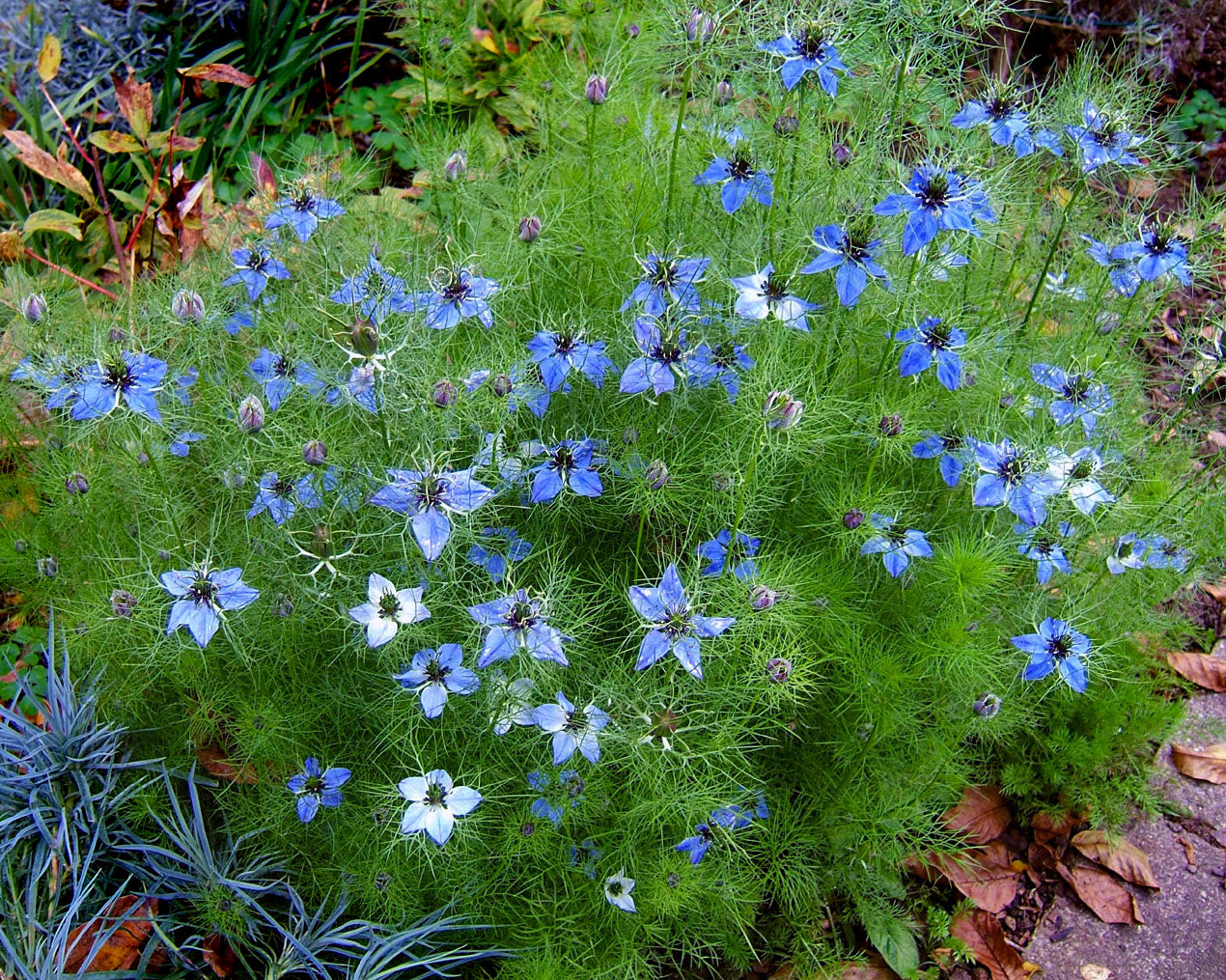 Nigella Damascena Flowers in Pots