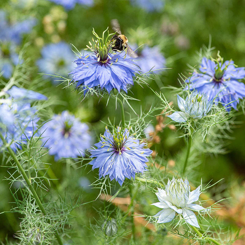 Nigella Jekyll Flowers Growing in Pots