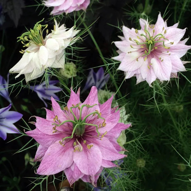 Nigella Damascena Pink Flowers in Pots