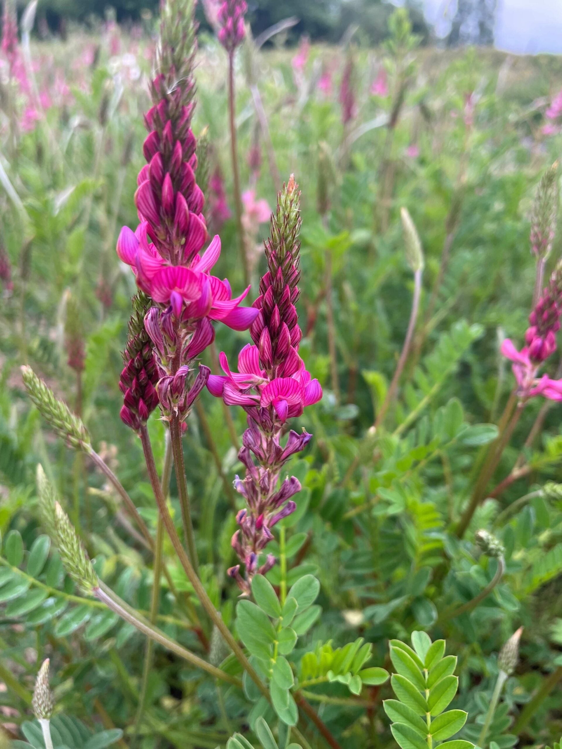 Onobrychis Meadow Flowers in Pots