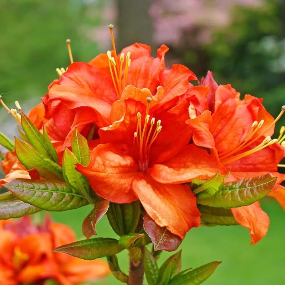 Orange Azalea Flowers in Pots