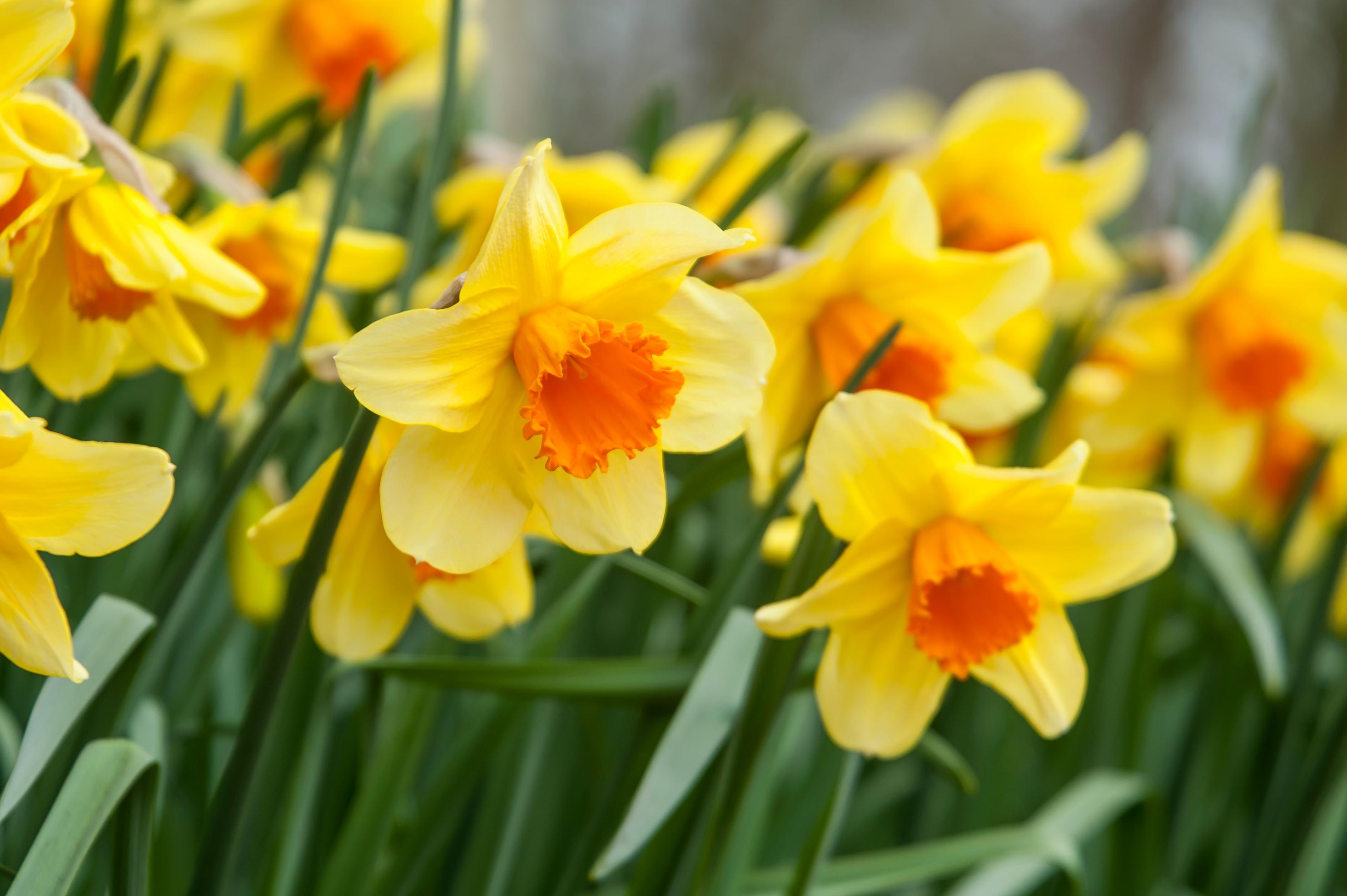 Orange Daffodil Flowers in Pots