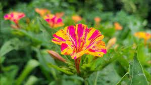 Mirabilis Orange Flowers Growing in Pots