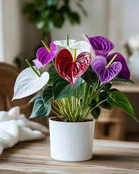 Purple Anthurium Flowers in Pots