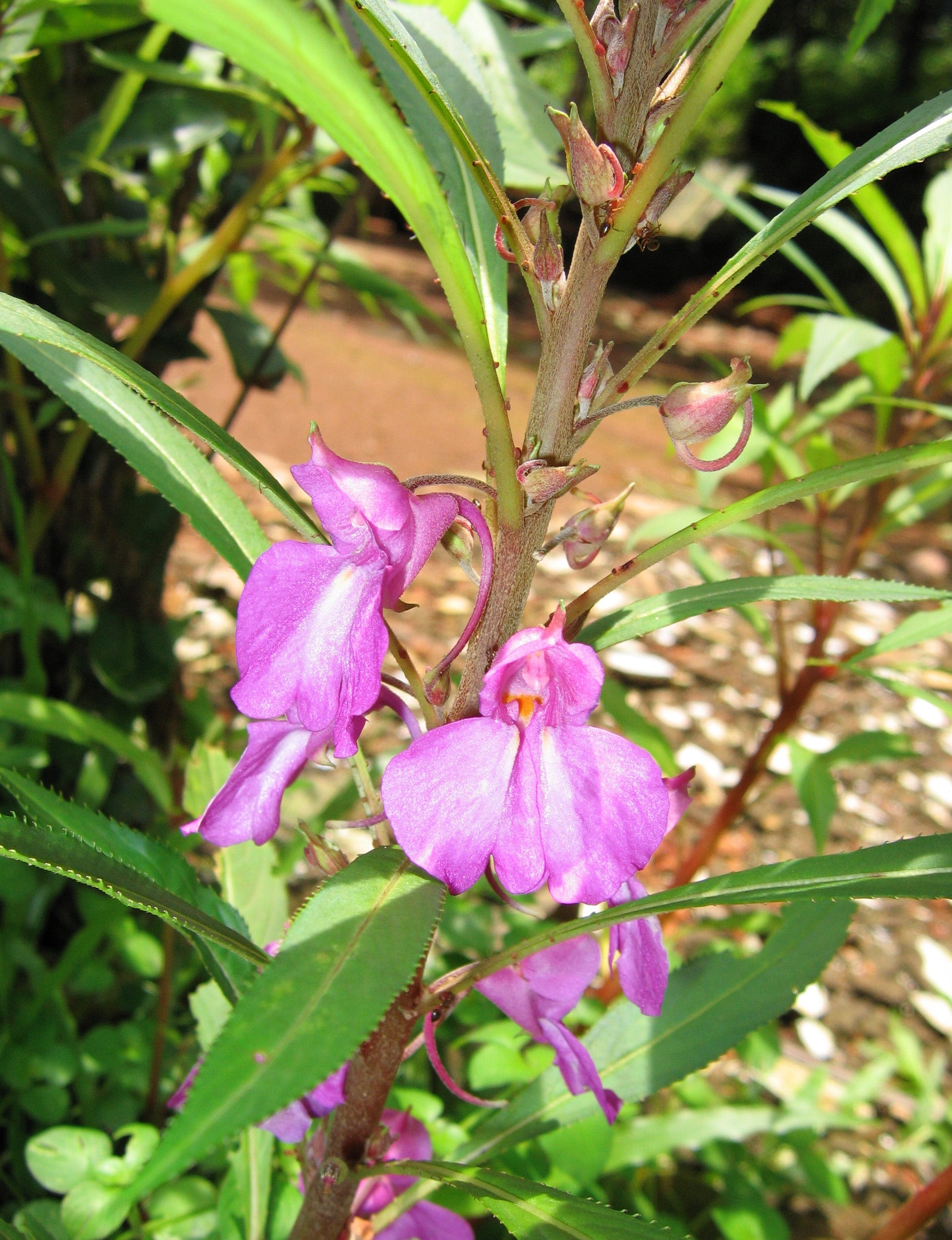 Purple Impatiens Balsamina Flowers in Pots