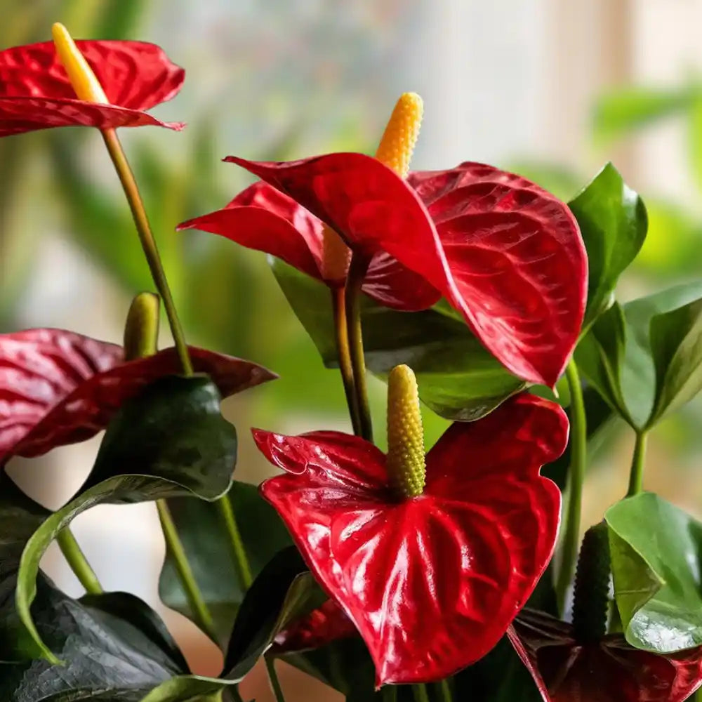 Red Anthurium Flowers in Pots