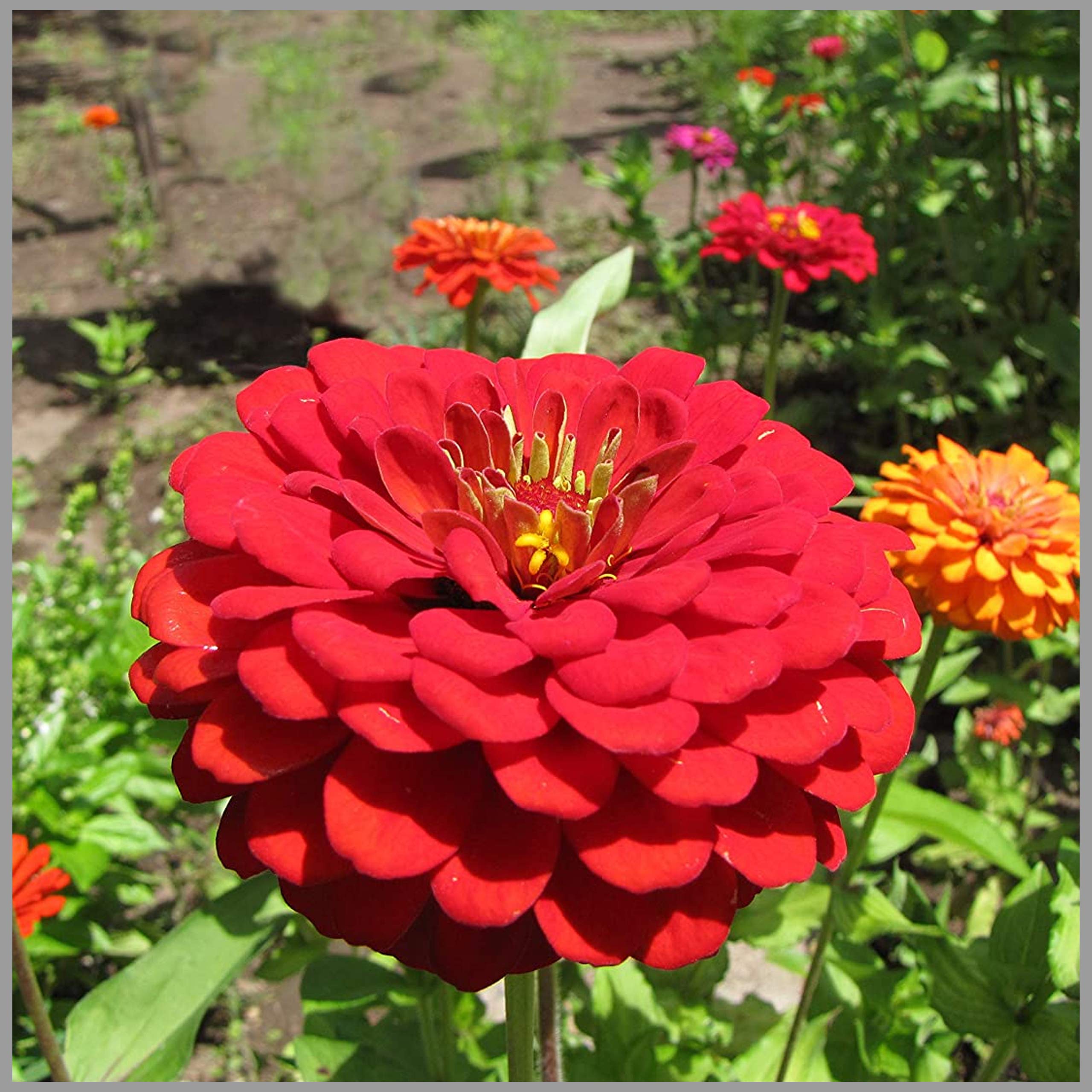 Red and Cream Zinnia Flowers in Pots