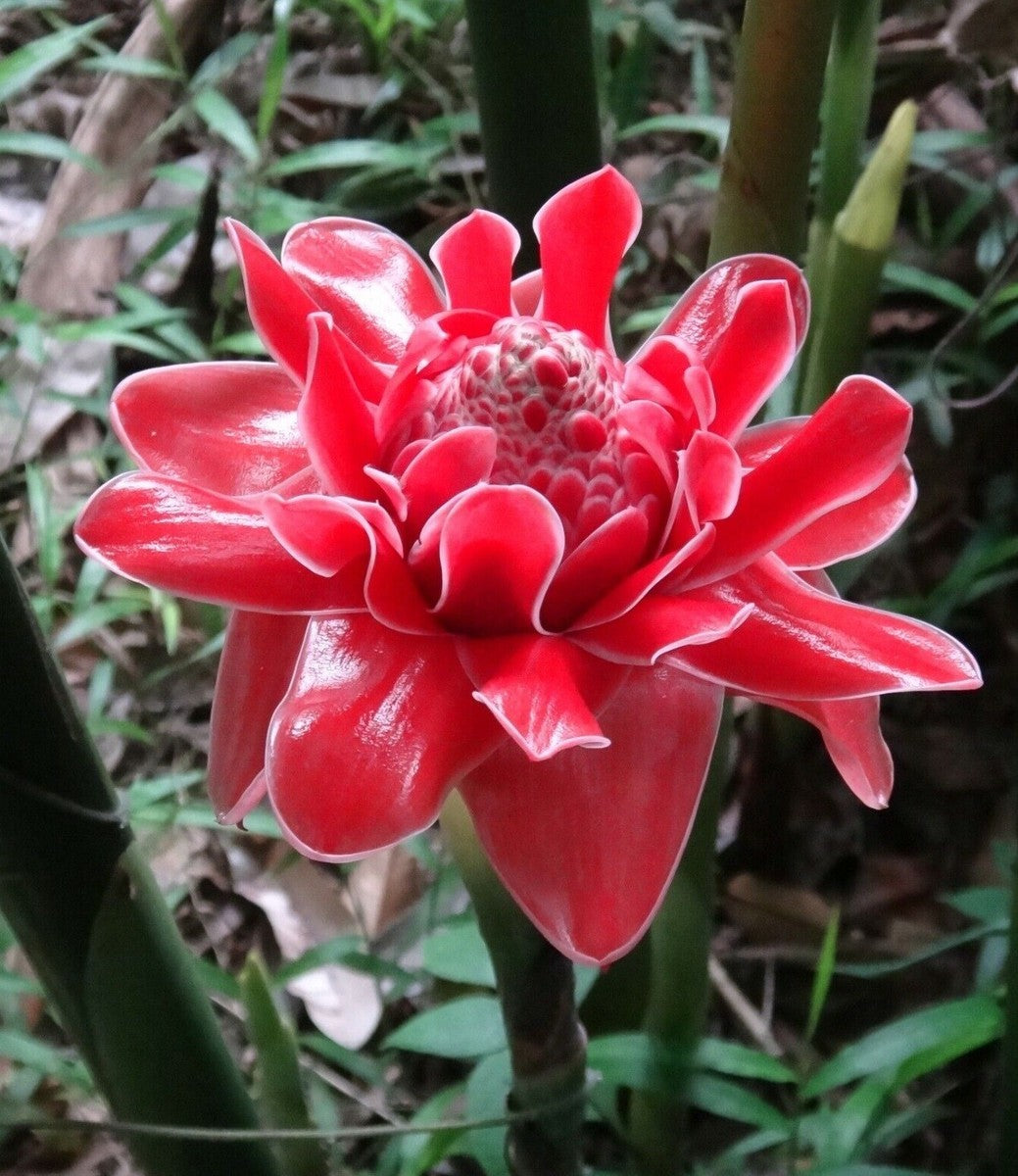 Red Green Torch Ginger Flowers in Pots