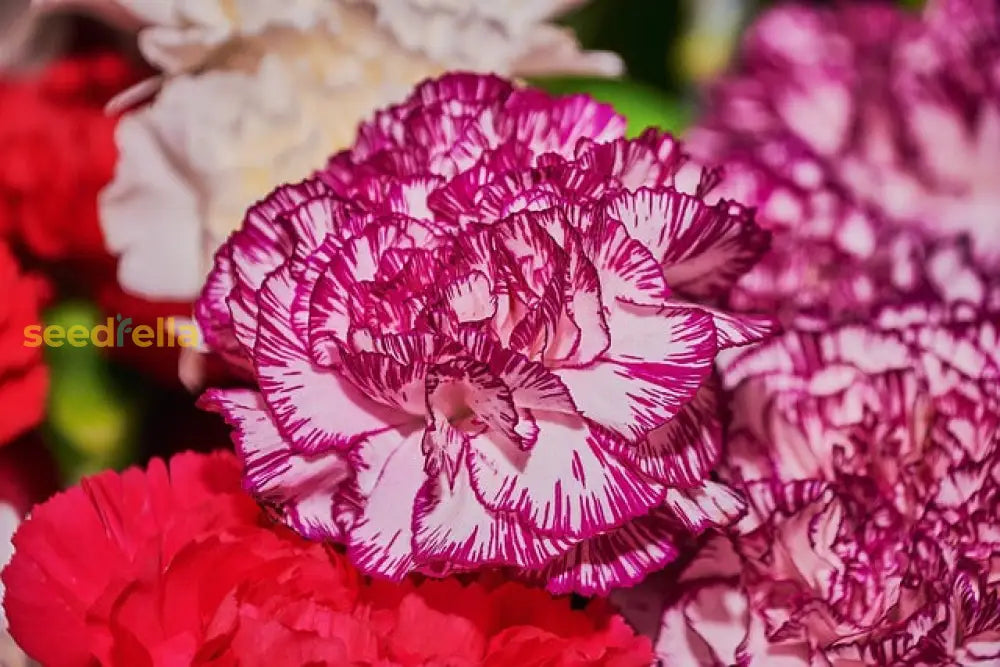Red White Carnation Flowers in Pots