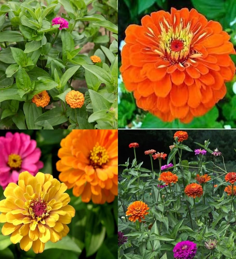 Rich Brown Red Zinnia Flowers in Pots