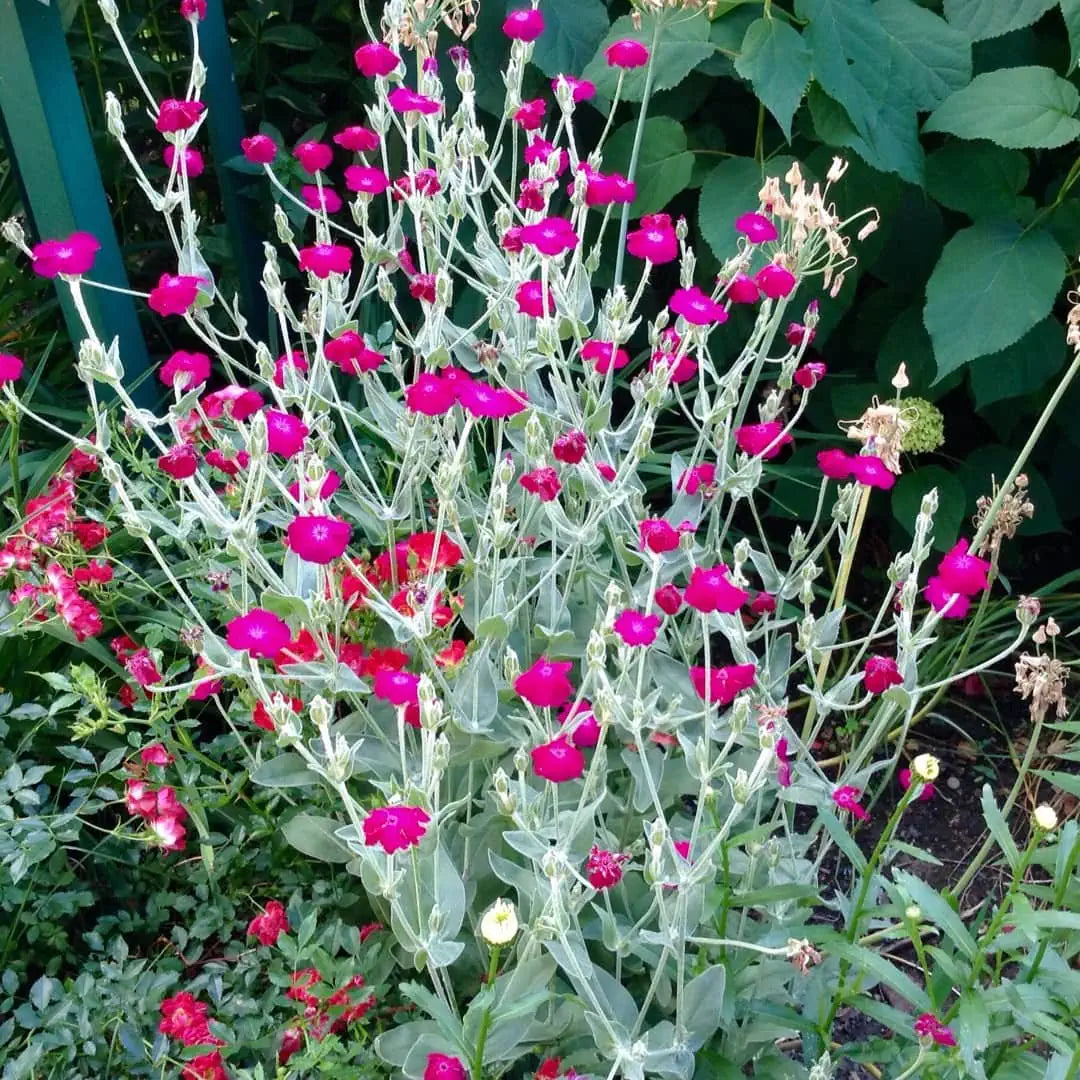 Rose Campion Magenta Flowers in Pots