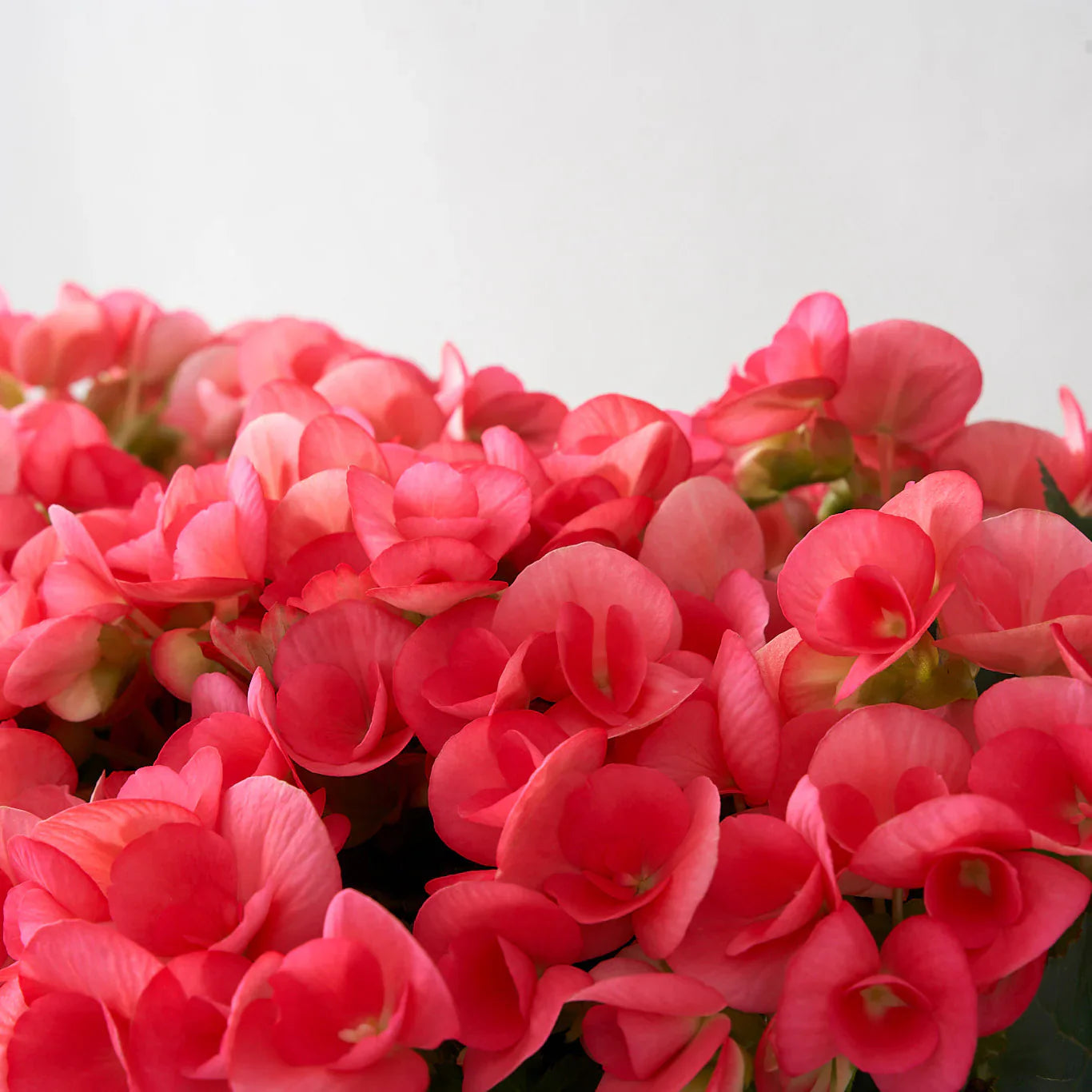 Rose Rieger Begonia Flowers in Pots