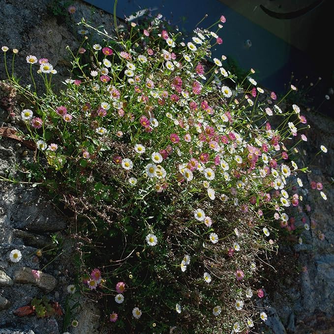 Santa Barbara Flowers Growing in Pots