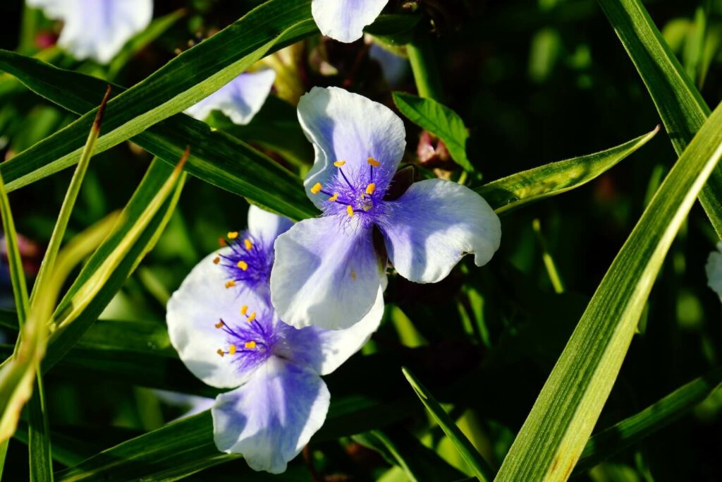 Spiderwort Flowers Growing in Pots