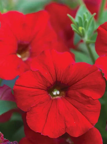 Velour Petunia Flowers in Pots