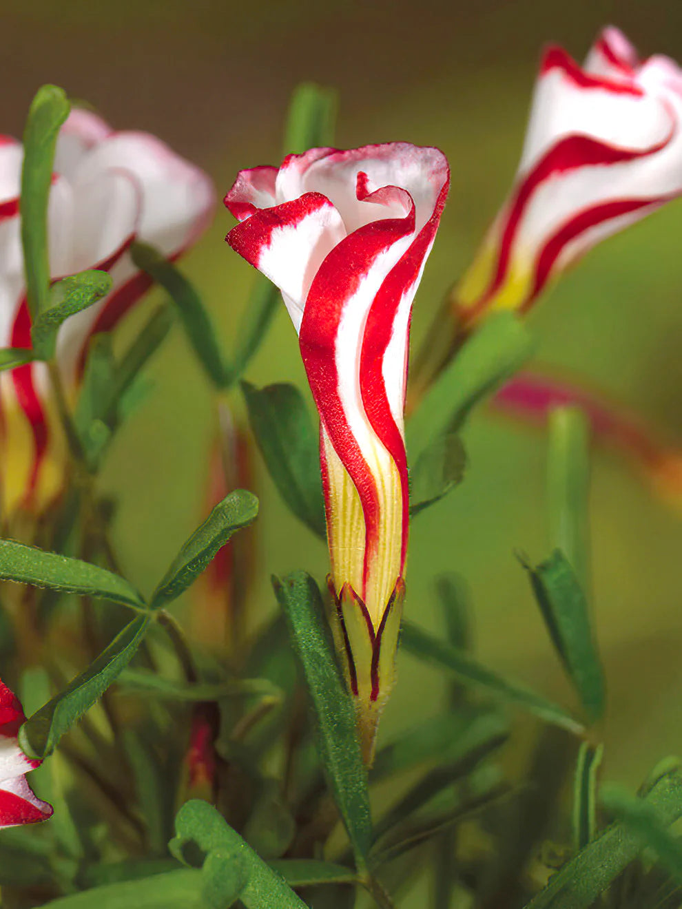 Red White Versicolor Flowers in Pots
