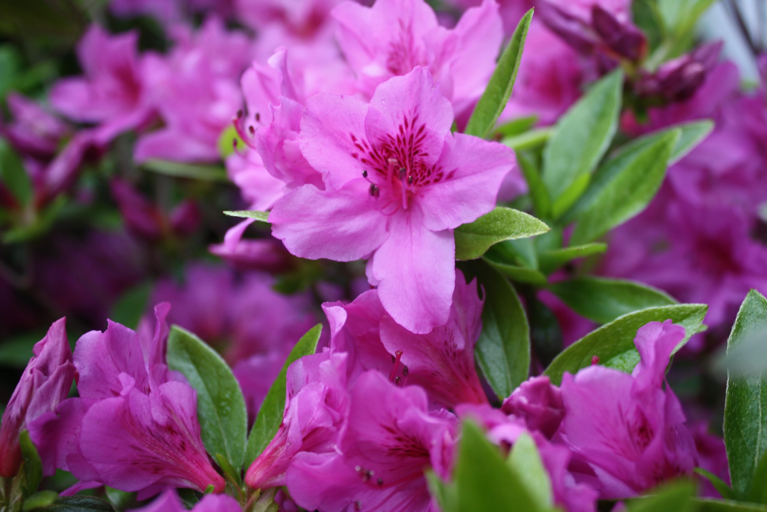 Violet Azalea Flowers in Pots