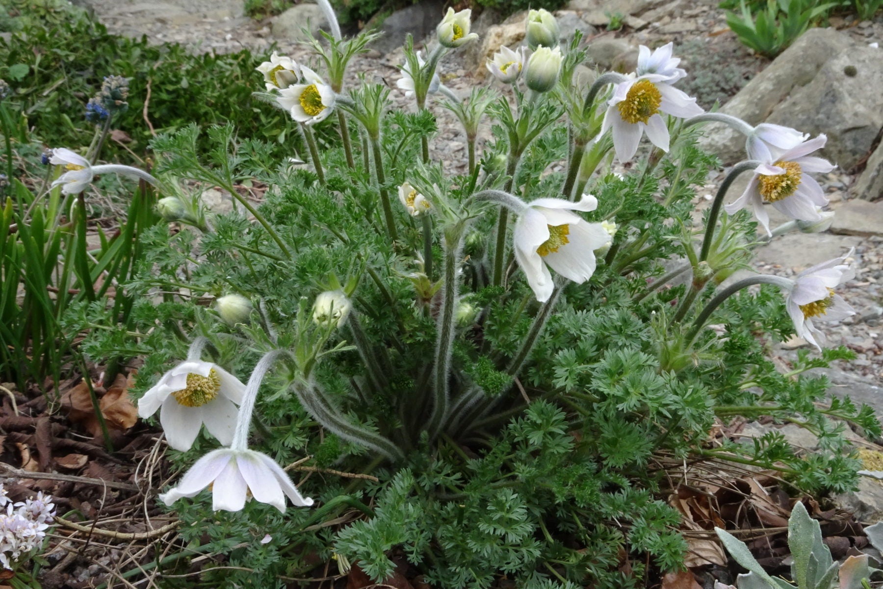 White Anemone Pulsatilla Flowers in Pots