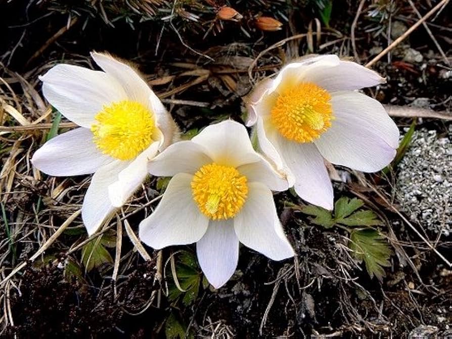 White Anemone Pulsatilla Flowers in Pots