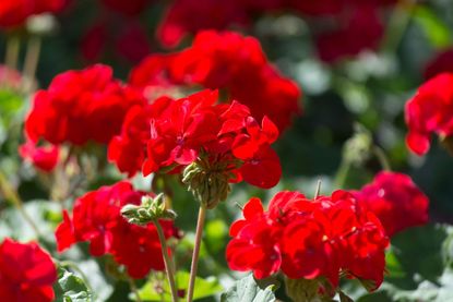 White Geranium Flowers Growing in Pots