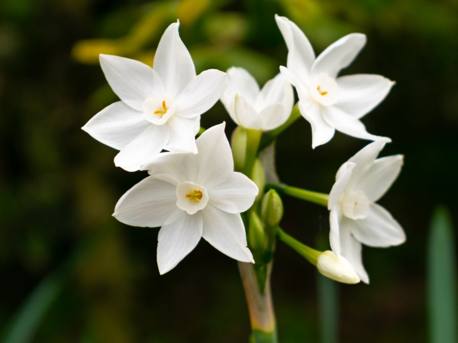 White Narcissus Flowers in Pots