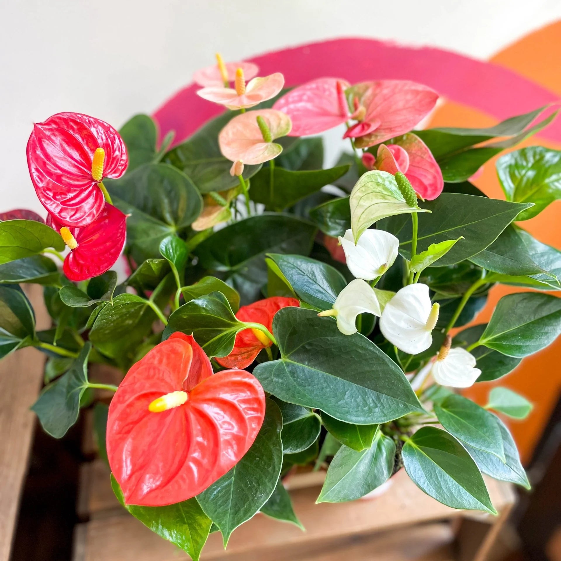 White & Red Anthurium Flowers in Pots
