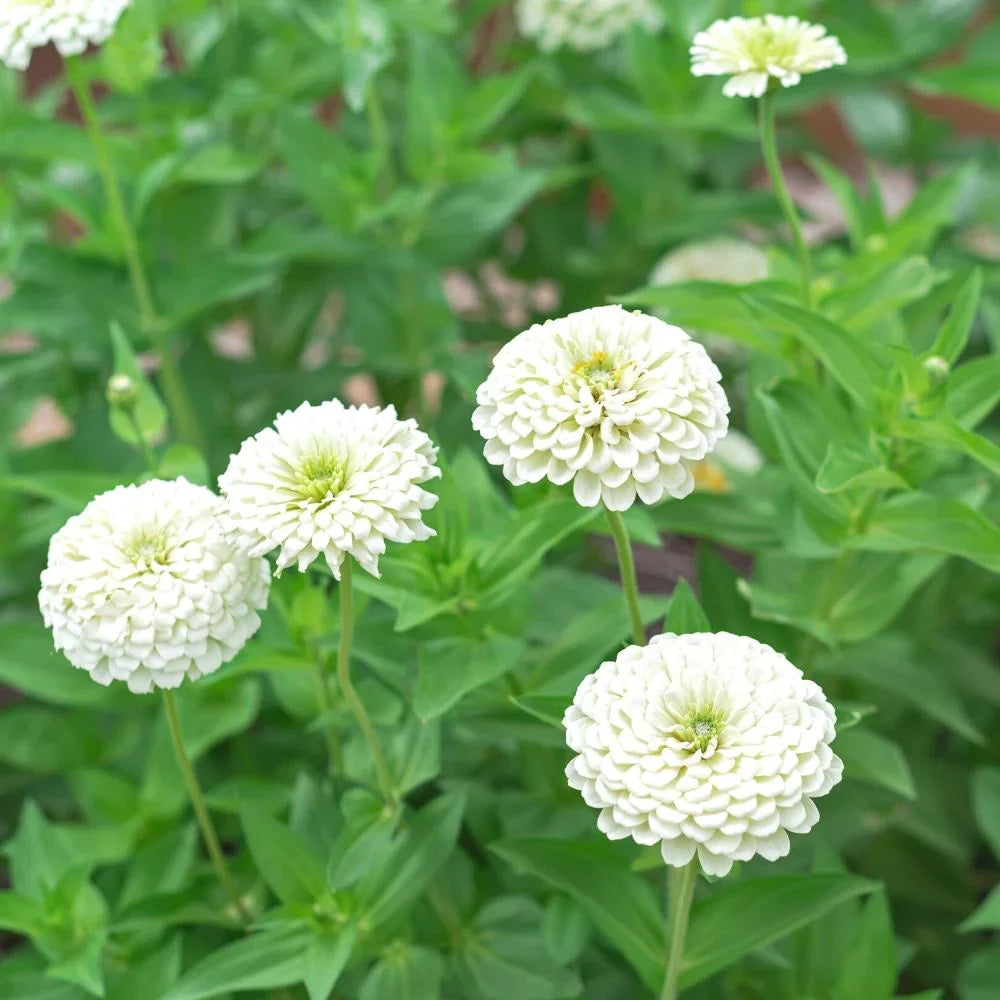 White Succulent Flowers in Pots