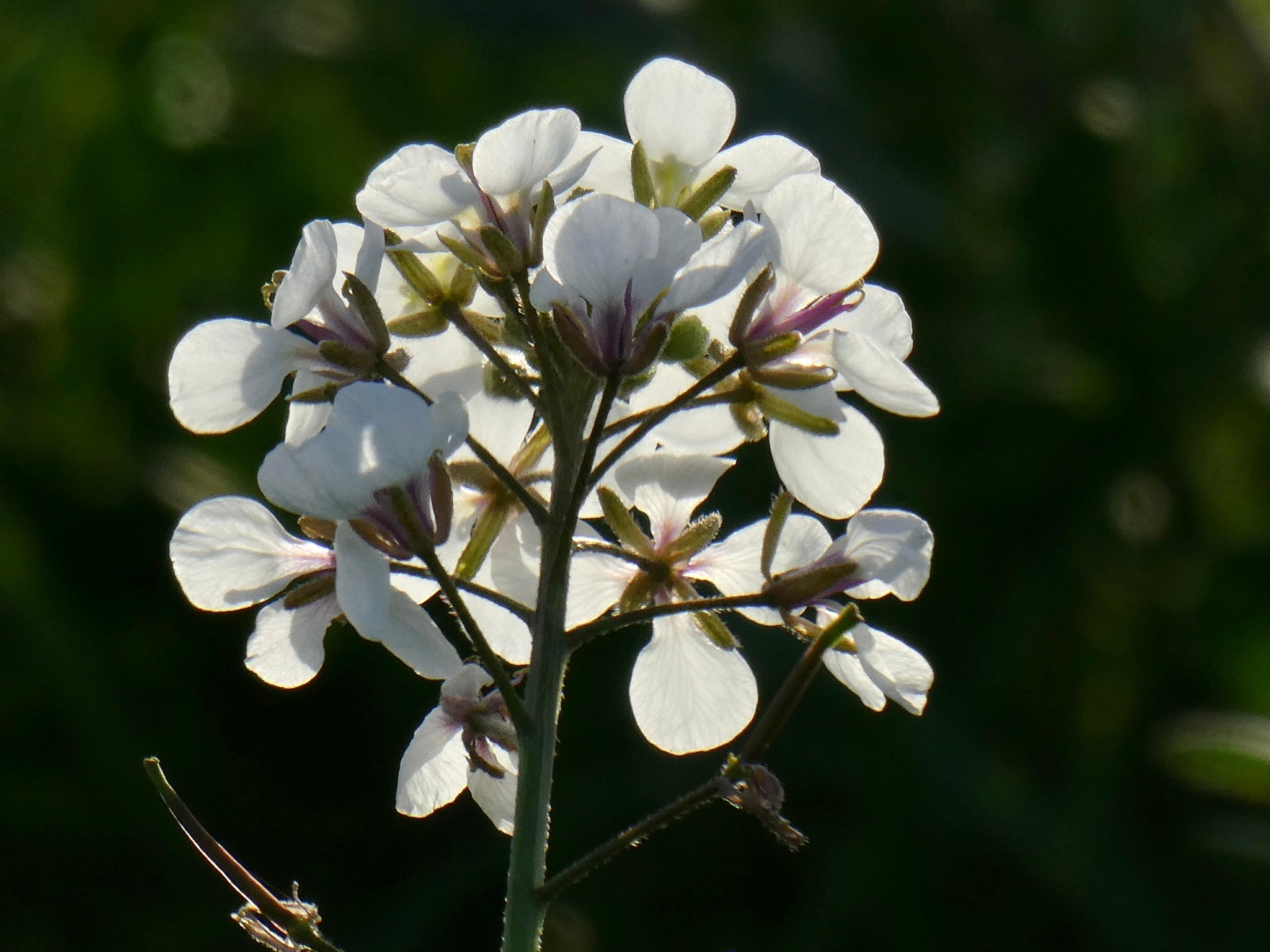 White Wasabi Leaves in Pots