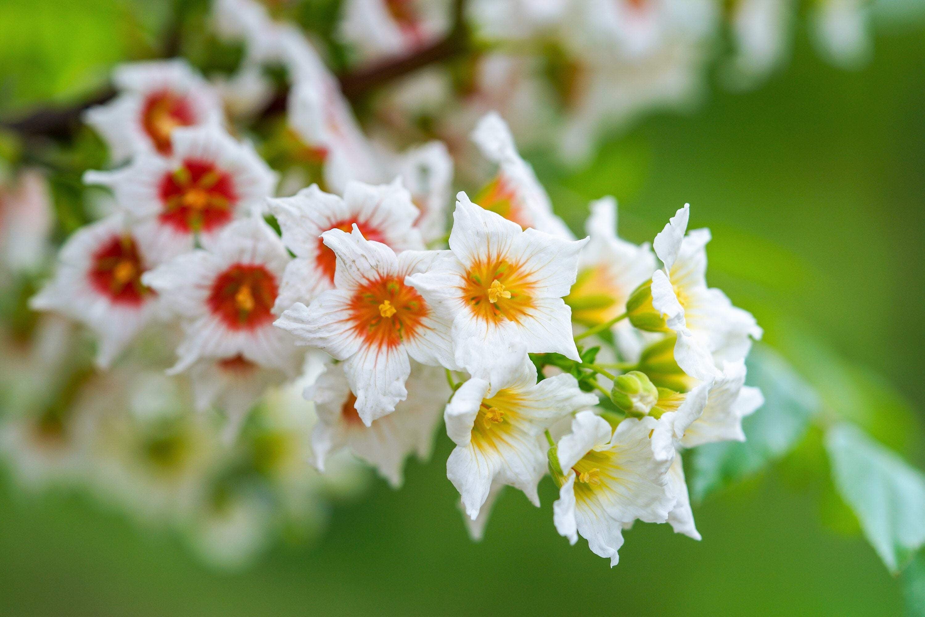 Xanthoceras Flowering Plant in Pots