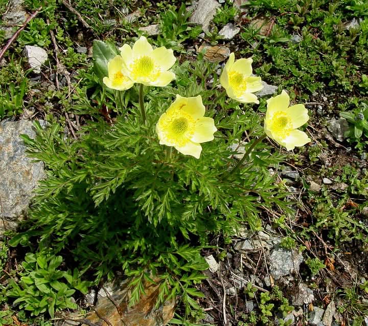 Yellow Anemone Pulsatilla Flowers in Pots