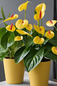 Yellow Anthurium Flowers in Pots