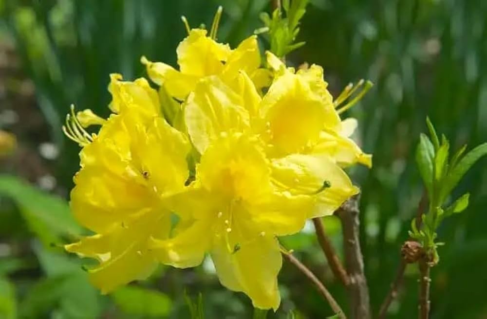 Yellow Azalea Flowers in Pots